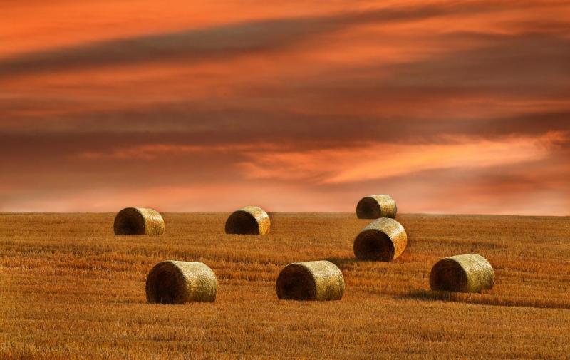 НПУМ-Бронзен-медал-Благојче-Костовски-Битола-bali-seno